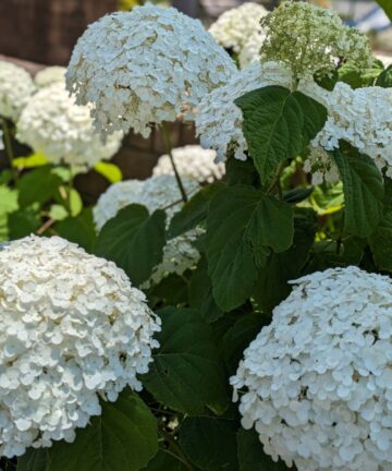 季節の花